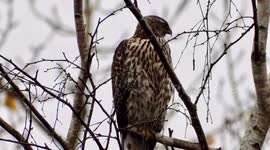 Northern Goshawk