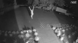 Wife scares off deer to protect husband’s new plants