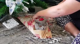 Christmas kitty gets wrapped up for 'Catmas' 2018