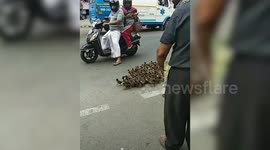 A group of ducks were seen marching in a queue in Tamil Nadu, southern India