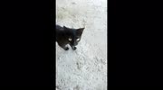temp