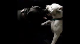 Ivy rose and ebony from @rockinangel Staffordshire bull terriers