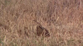 American Bittern singing in marsh
