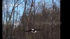 Bald eagle kills and flies with squirrel