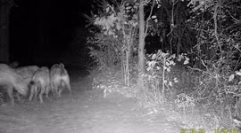 Hyena discovers night vision camera