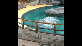 Sea Lion Show