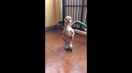 Chihuahua puppy stands on his hind legs while having a shower