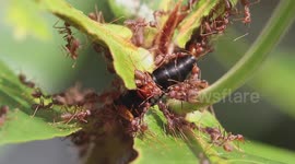 Weaver ants attack greater banded hornet