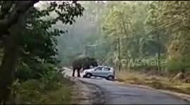 Elephant attacks car on middle of national highway