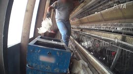 Thousands of hens found dead, beaten, gassed, and neglected at 
