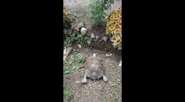 Headbanger! Unlucky turtle slides down slope and gets stuck
