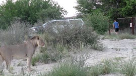 Unaware tourist outside his vehicle opens camp gate while male lion approaches