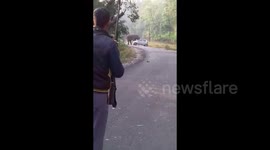 Terrifying moment Elephant trampled a car on middle of the road as occupant run for safety in India