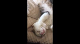 Hungry kitten even dreams about his food