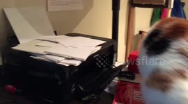 Cat VS printer