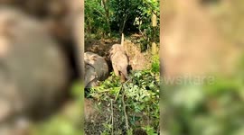 Mum and baby elephant stuck in swamp rescued after 48 hours with the help of tamed elephants, earth movers