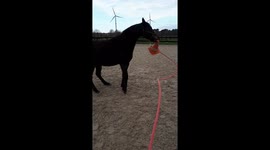 My horse and his cone