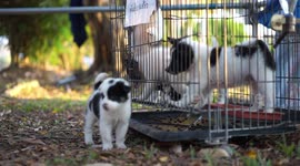 Adorable puppies in a cage.