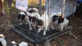 Puppies in a cage