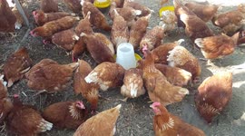 Feeding the chickens.