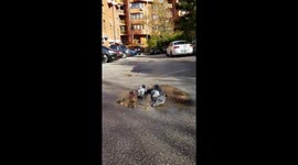 Pigeons having a bath