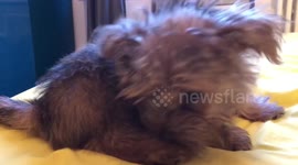 Cute pup ‘Red’ goes for a tumble!