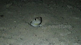 Male barking gecko performs his highly vocal territorial call