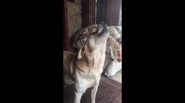 Cheer yourself up like this happy howling dog!