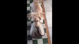 Lab female dog playing