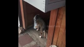 Hungry dog caught in the act of eating straight from bag of dog food pretends she wasn't doing anything