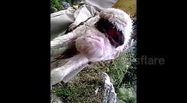 Bizare Mutan sheep born with with Big Eyes in India