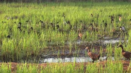 Early morning rush hour in the paddy field.