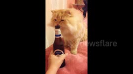 Curious cat wants to try her first taste of beer