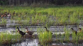 Ten ducks late for work, make a high speed dash in a paddy field.