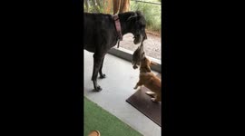 newsflare great danes and