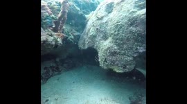 Turtley Awesome..... Wake up!!