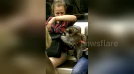 Raccoon on a leash in Moscow metro