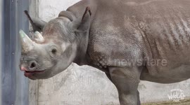 Baby Rhino takes first steps at this UK wildlife park