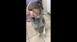 Owner puts ham on dogs face and his reaction is hilarious