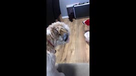 Angry dog with Father Christmas