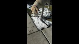 Dog Monching Snow