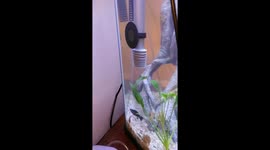 Pictus Catfish swimming in circles