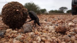 Watch a tiny dung beetle roll a giant ball of poop