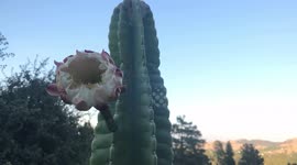 Cactus Flower Blooming Timelapse