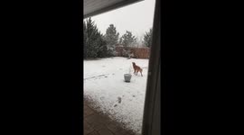 Whiskey the Golden's First Snowfall