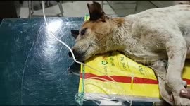 2 People Booked For Brutally Thrashing Pet Dog