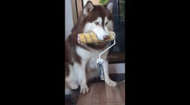 Husky wants to help with the decorating!