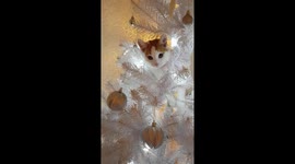 Cheeky cat treats Christmas tree as her very own climbing pole