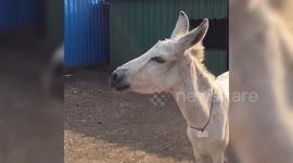 'Singing' donkey hits the high notes as she tunefully serenades its rescuers