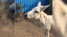 Singing donkey from India becomes internet sensation